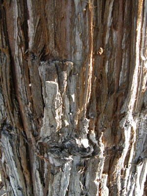 Coast Redwood