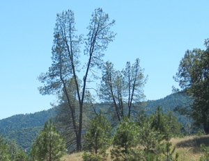 Gray Pine