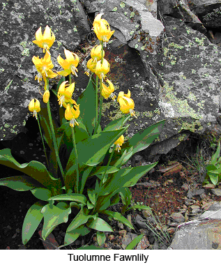 Fawn Lilly